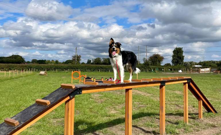 Lars Laj dog playground