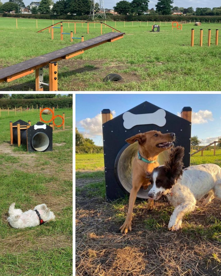 dog agility
