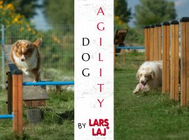 Agility: Training on dog’s playground