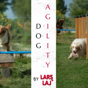 Agility: Training on dog’s playground