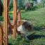 Agility Double Hoop Jump training equipment for dogs on a grassy field.