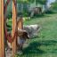 Dogs jumping through Agility Double Hoop Jump in a grassy field.