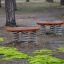 Wooden Balance Board playground equipment mounted on springs in forest area