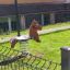 Pony Spring Rider playground toy with horse-shaped seat on spring base