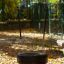 Tire seat swing hanging in a park during autumn.